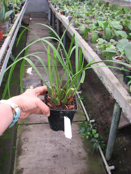 Maxillaria tenuifolia.jpg