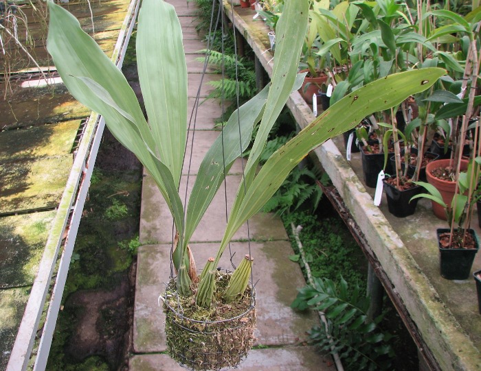 Gongora scaphephorus.JPG