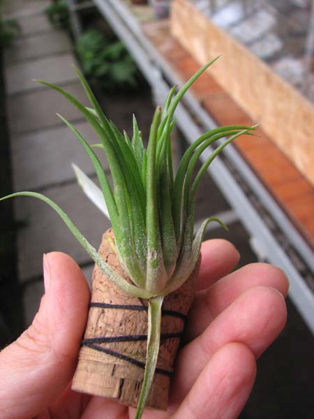 Tillandsia ionantha fuego.jpg