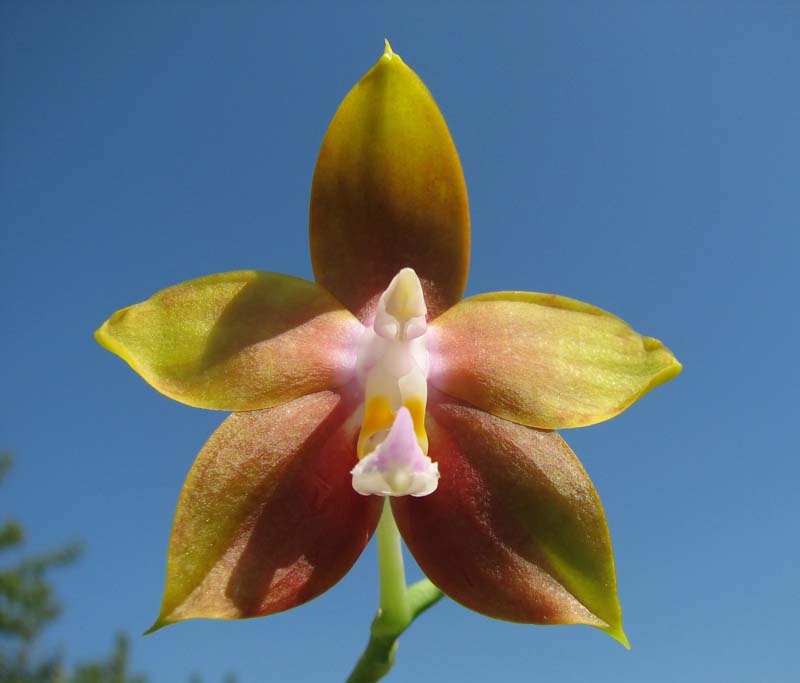Phalaenopsis amboinensis x Phalaenopsis Penang Girl.jpg