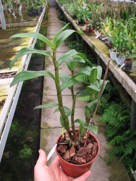 Dendrobium draconis.jpg