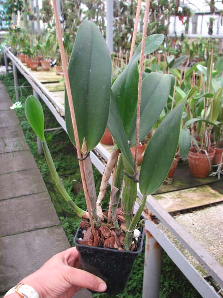 Brassolaeliocattleya Don De Michaels 'Z995' x Brassavola digbyana 'Mr Pig'.jpg