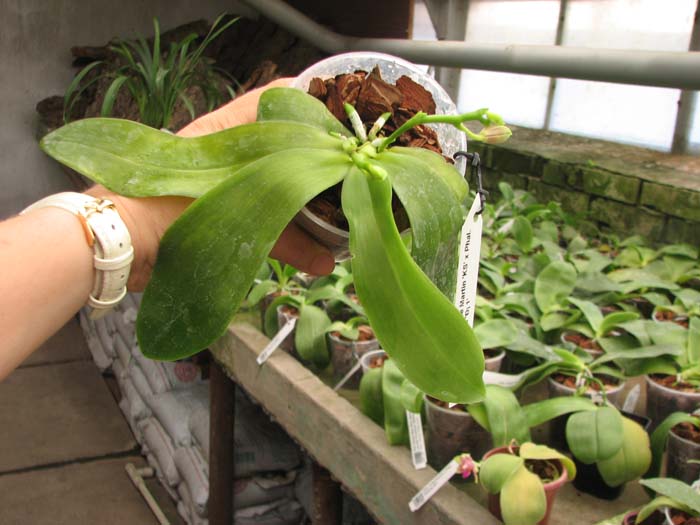 Doritaenopsis Purple Martin 'KS' x Phalaenopsis speciosa 'С 1'.jpg