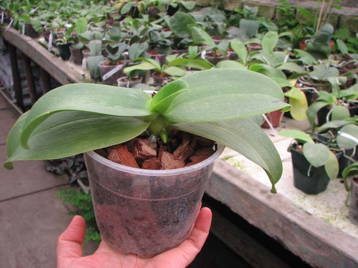 Phalaenopsis Joy spring Tina 'Tina'.jpg