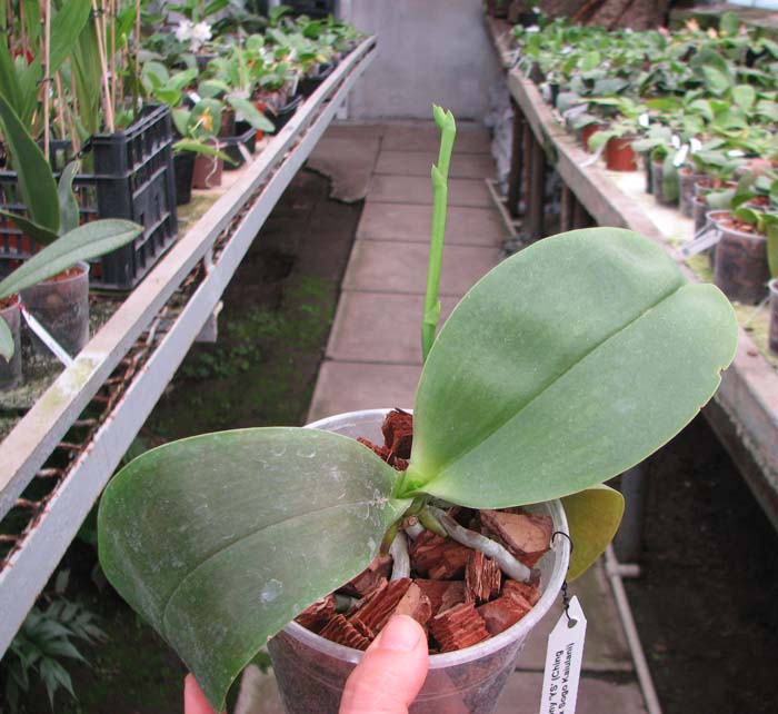 Phalaenopsis Sogo Pony 'YS' (Ching Her Buddha x Sogo Kaiulani).jpg