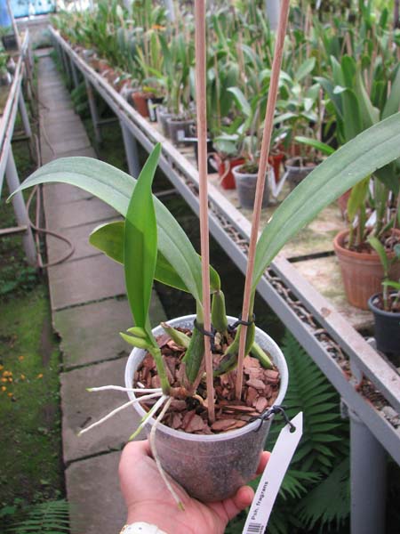 Prosthechea fragrans.jpg