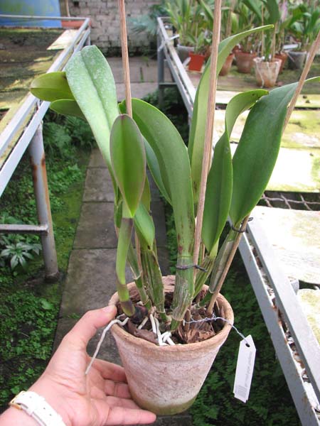 Brassolaeliocattleya Lucky Strike 'Mangkorn'.jpg