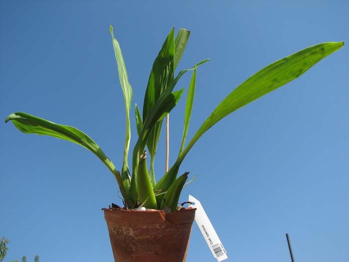 Coelogyne speciosa.jpg