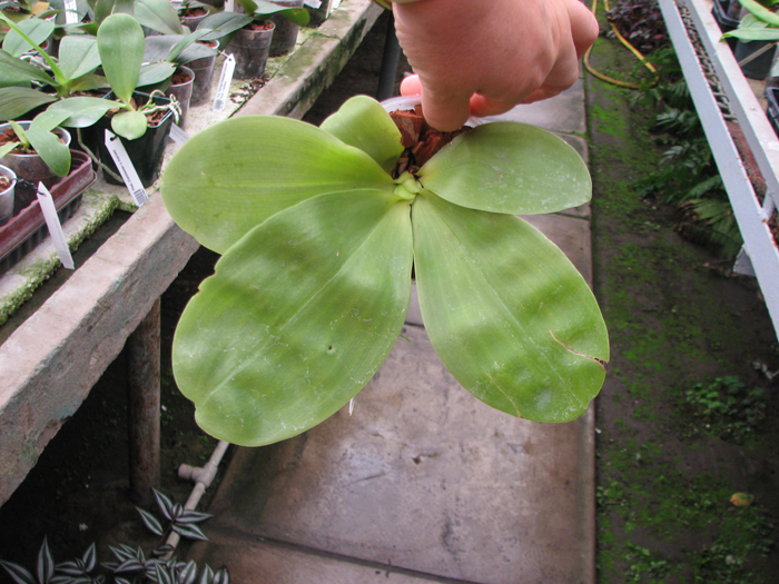 Phalaenopsis Yaphon Skype x (violacea alba x speciosa 'C -1').jpg