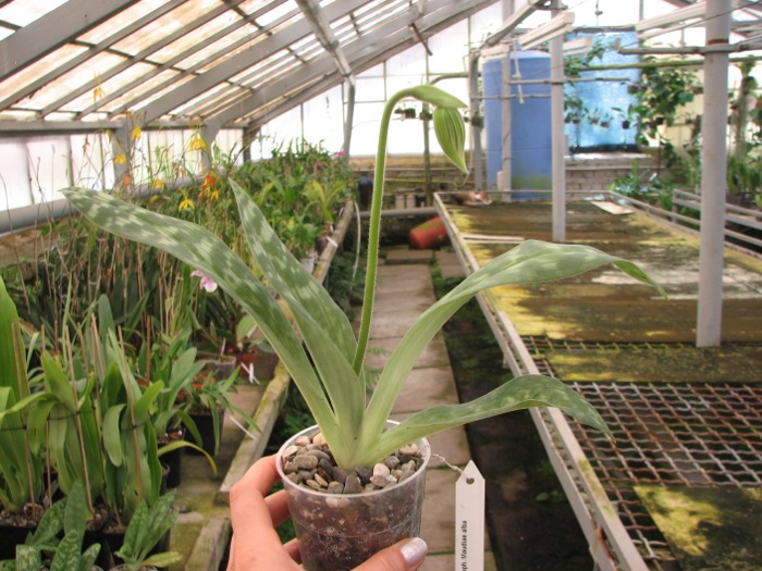 Paphiopedilum Maudiae alba.JPG