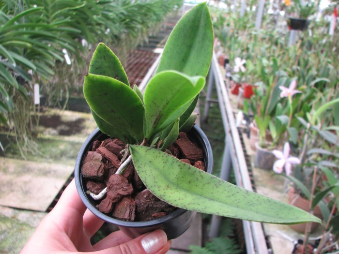 Oncidium nanum.JPG