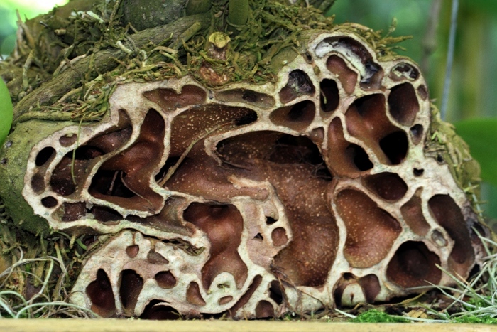 Lecanopteris.JPG