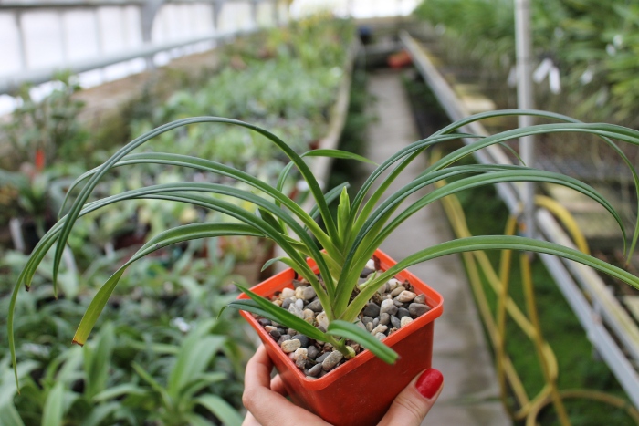 Phragmipedium pearcei.JPG