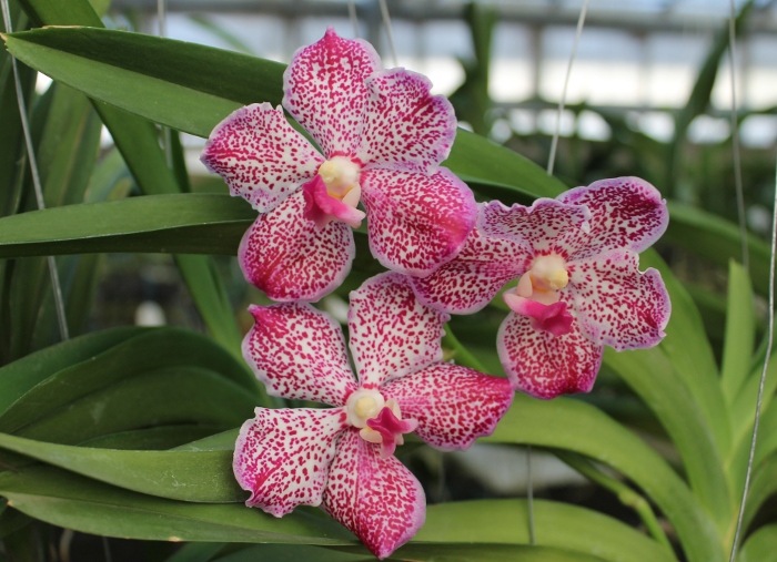 Vanda Kultana Red x luzonica.JPG