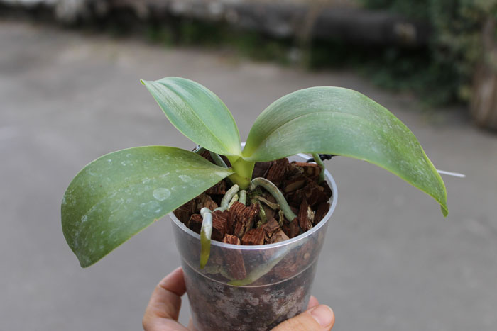 Phalaenopsis Orchid World 'Bonnie Vasquez'.jpg