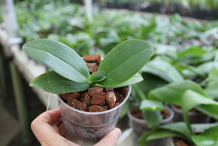 Phalaenopsis Chang Jo (Chang Jhih Rose x Jong's Gigan Cherry).jpg