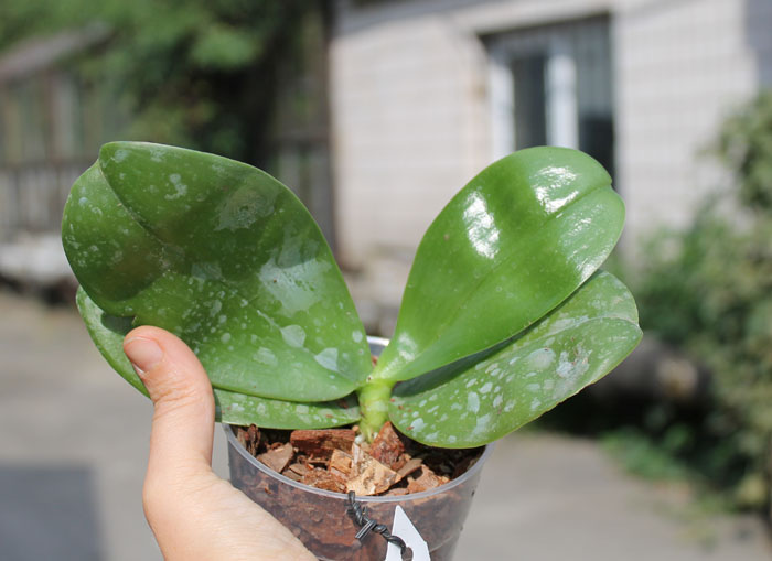 Phalaenopsis KS Happy Eagle.jpg