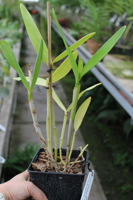 Cattleya harrisoniana clara 'Formosinha' x Cattleya harrisoniana escura 'Cheung's Delight'.jpg