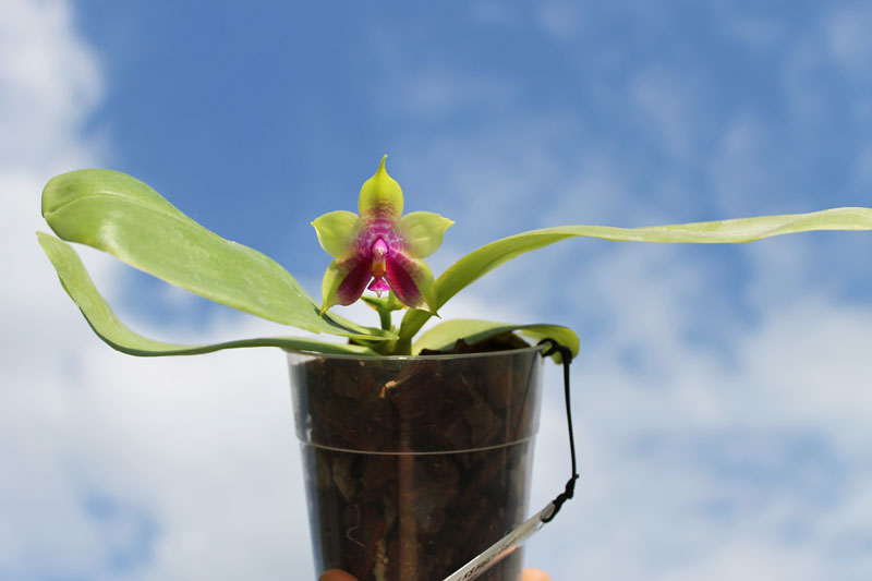 Phalaenopsis KS Happy Eagle x Ld's Bear Queen.jpg