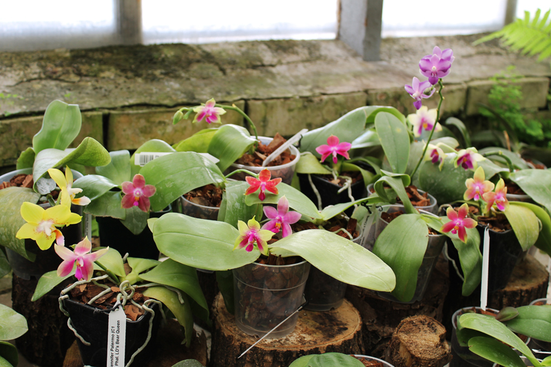 Phalaenopsis.jpg