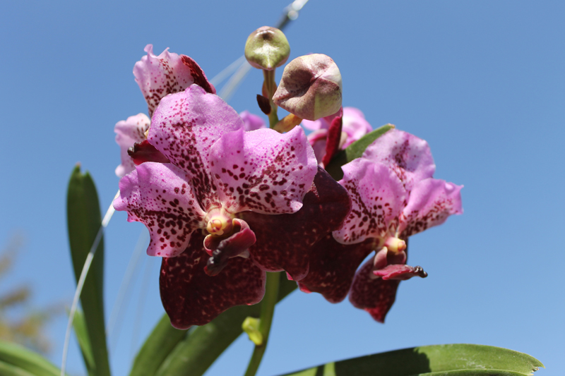 Vanda Boonchoosand x Vanda Bitz's Heartthrob.jpg