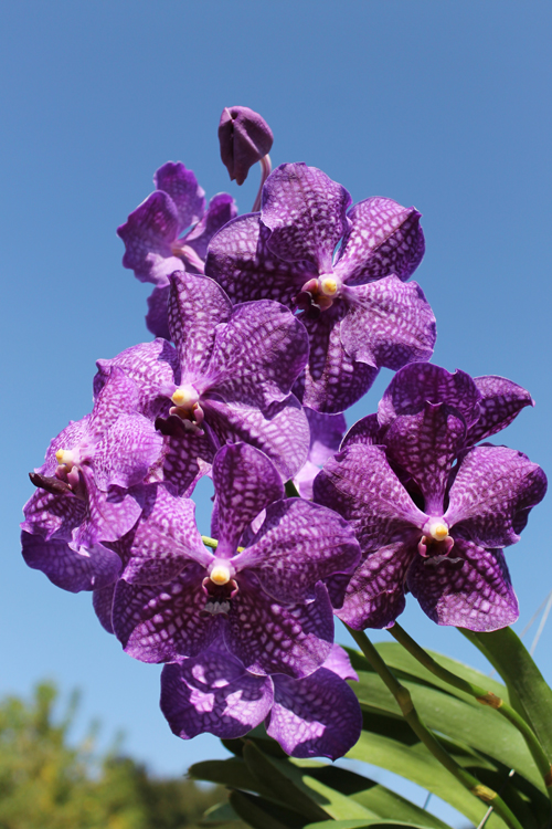 Vanda Dr Anek x Katsulea.jpg