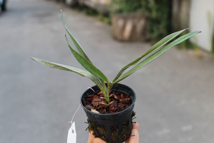 Ionopsis utricularioides.jpg