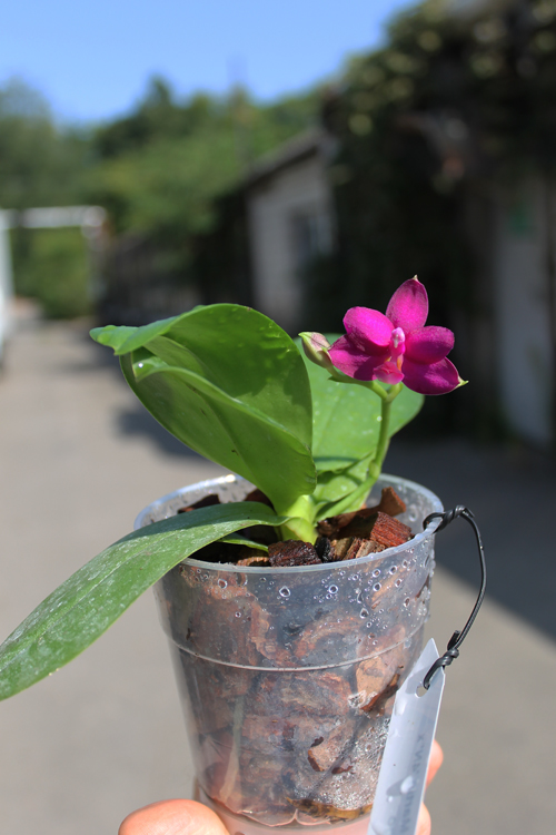 Phalaenopsis Purple Martin '4N' x violacea indigo.jpg