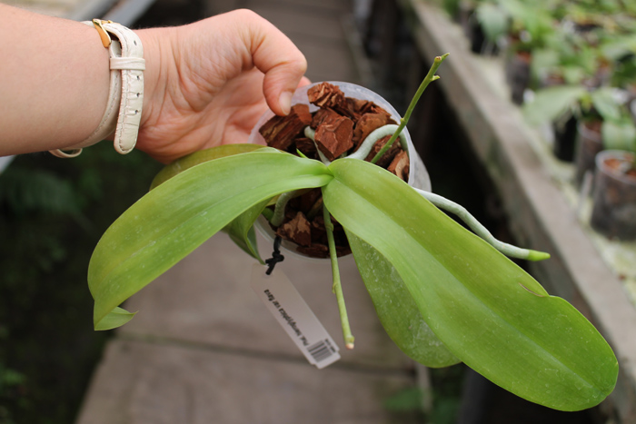 Phalaenopsis hieroglyphica var flava.jpg