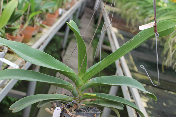 Rhynchostylis gigantea Orange.jpg