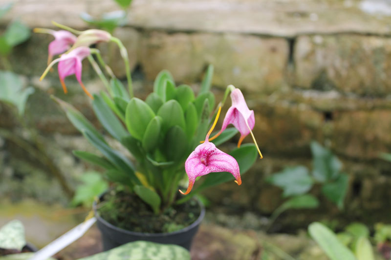 Masdevallia Charisma 'Purple Rain'.jpg