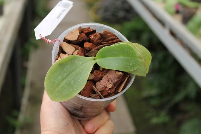 Phalaenopsis kunstleri.jpg