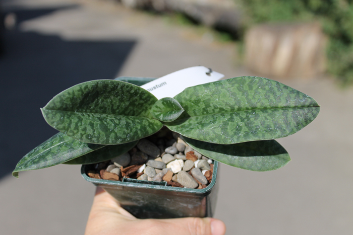 Paphiopedilum venustum.jpg