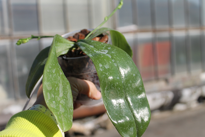 Phalaenopsis tetraspis 'C1' x Phalaenopsis KS Happy Eagle.jpg