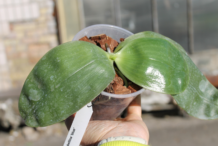 Phalaenopsis bellina 'blue'.jpg
