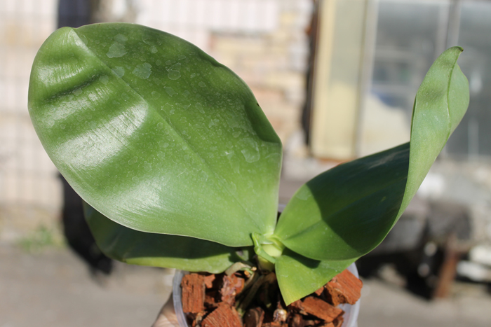 Phalaenopsis bellina 'Ponkan'.jpg