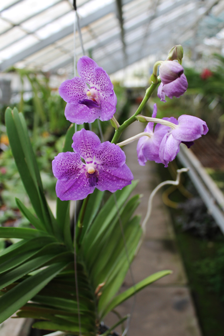 Vanda Manuvadee.jpg