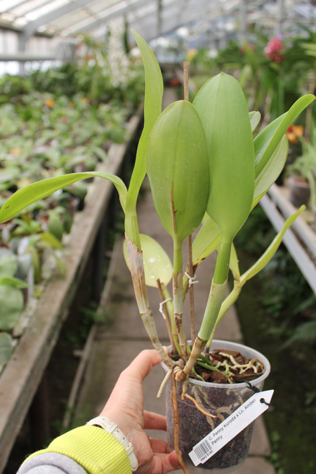 Cattleya Penny Kuroda x Laeliocattleya Amber Penny.jpg