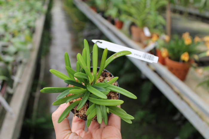 Masdevallia falcago.jpg