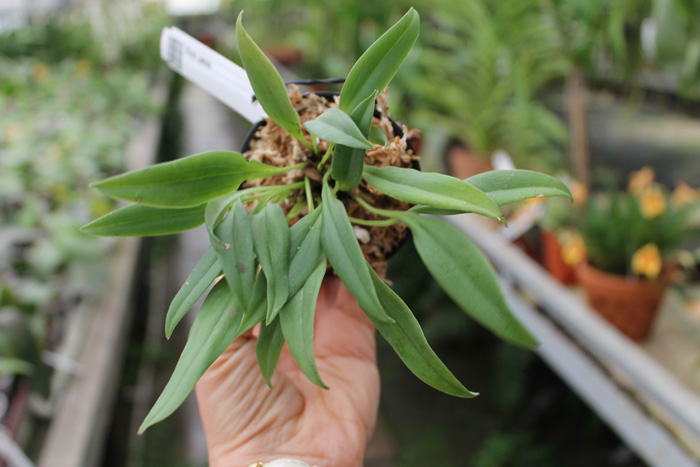 Masdevallia patula.jpg
