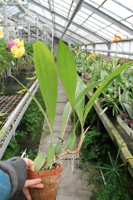 Coelogyne mayeriana.jpg