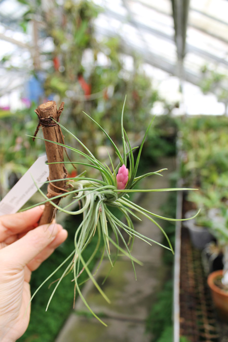 Tillandsia tenuifolia 'Bronze Giant'.jpg