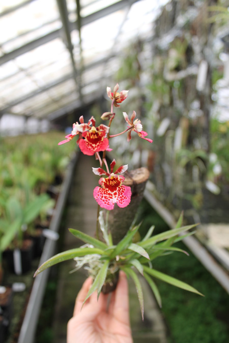 Oncidium (Tolumnia) hybrid.jpg