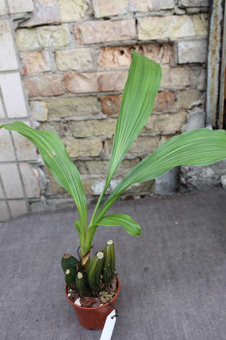 Lycaste Midas.jpg