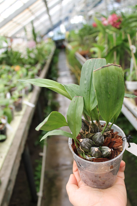 Stanhopea tigrina.jpg