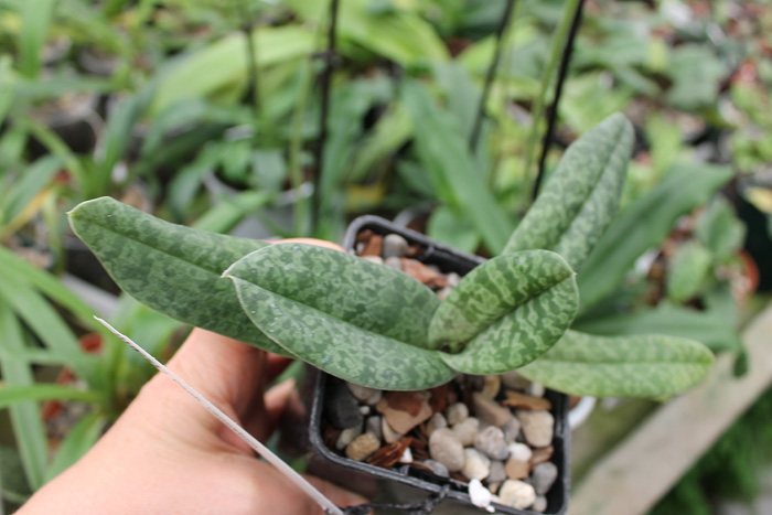 Paphiopedilum venustum.jpg