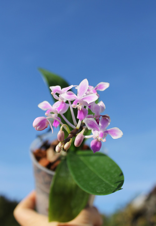 Phalaenopsis equestris.jpg