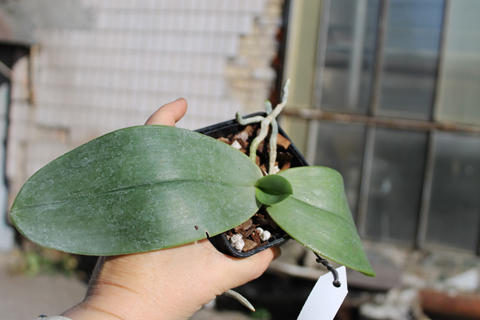 Phalaenopsis gigantea.jpg
