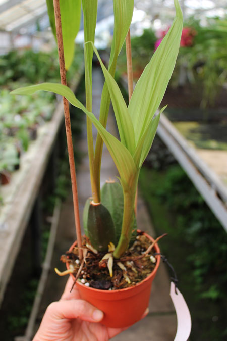 Lycaste Fire Bird.jpg