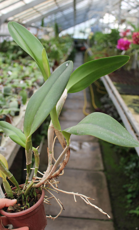 Epidendrum parkinsonianum x Brassavola digbyana.jpg